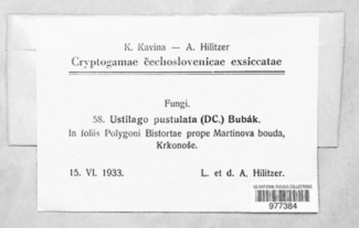 Microbotryum pustulatum image